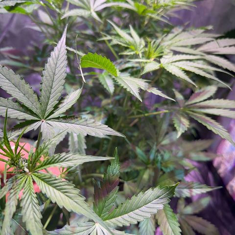 Medusa F1 P growlog timeline photo