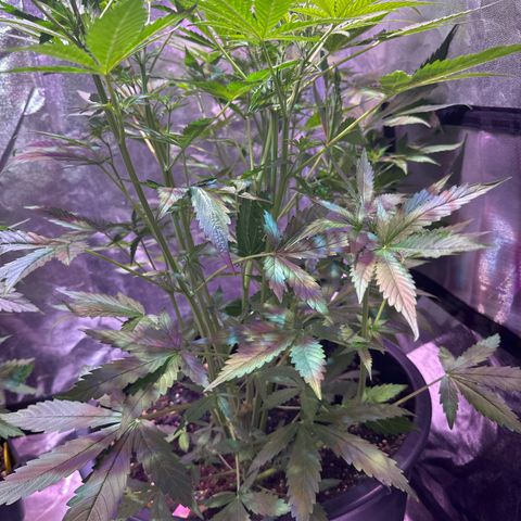 Medusa F1 P growlog timeline photo