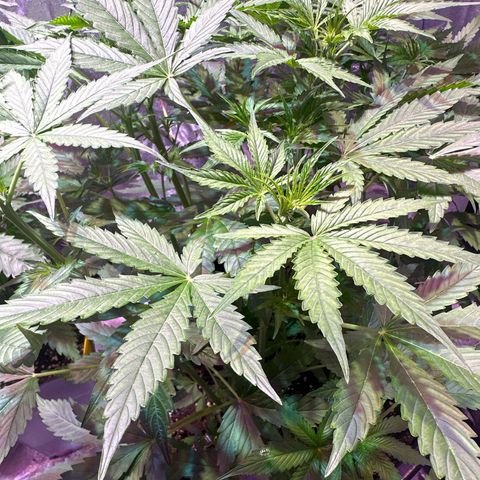 Medusa F1 P growlog timeline photo