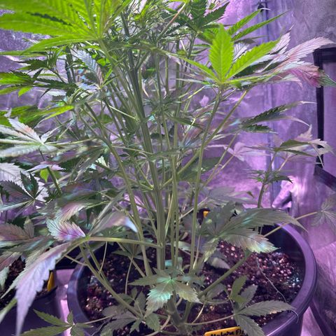 Medusa F1/2 PC growlog timeline photo