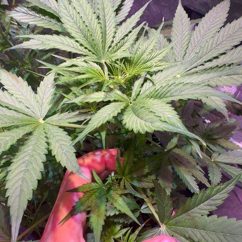 Medusa F1/2 PC growlog timeline photo