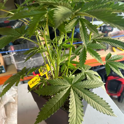 Gorilla Glue #4 C growlog timeline photo