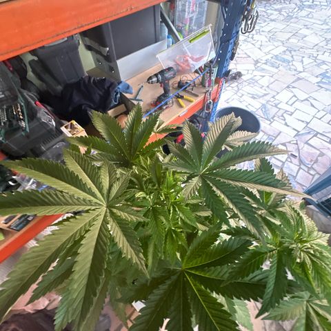 Gorilla Glue #4 C growlog timeline photo