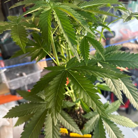 Gorilla Glue #4 C growlog timeline photo