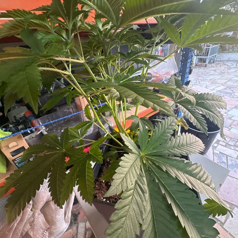 Gorilla Glue #4 P growlog timeline photo
