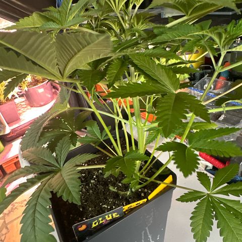 Gorilla Glue #4 P growlog timeline photo