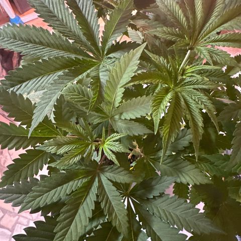 Gorilla Glue #4 P growlog timeline photo