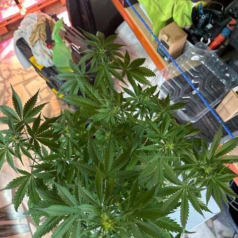 Northern Lights Auto 2 P growlog timeline photo