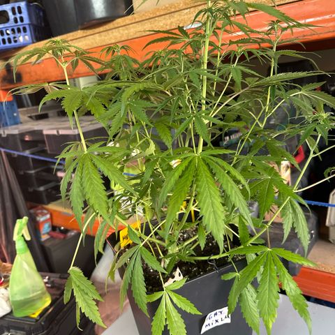 Northern Lights Auto 2 P growlog timeline photo