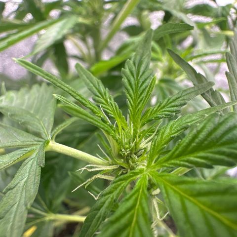 Northern Light Auto 3 PC growlog timeline photo