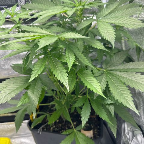 Northern Light Auto 3 PC growlog timeline photo