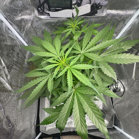 Northern Light Auto 3 PC growlog timeline photo