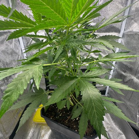 Northern Light Auto 3 PC growlog timeline photo