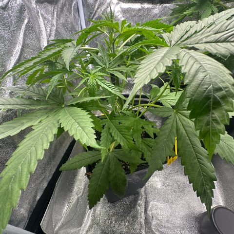 Speedy Chile 1C growlog timeline photo