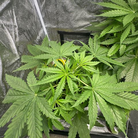 Speedy Chile 1C growlog timeline photo