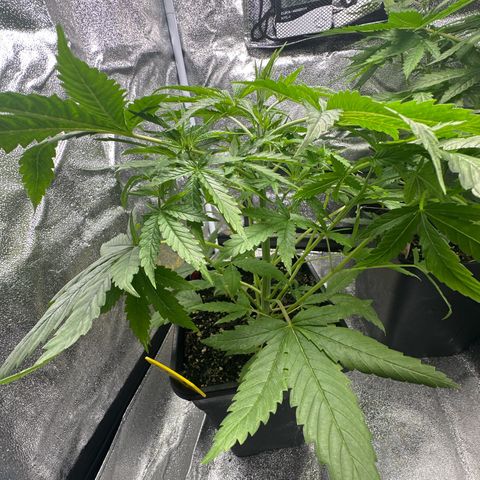 Speedy Chile 1C growlog timeline photo