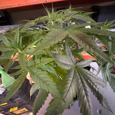 Speedy Chile 2P growlog timeline photo