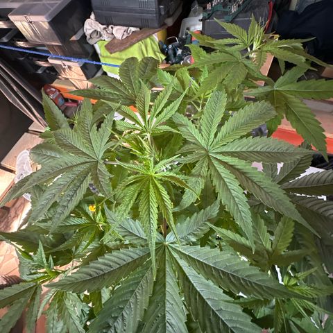 Speedy Chile 2P growlog timeline photo