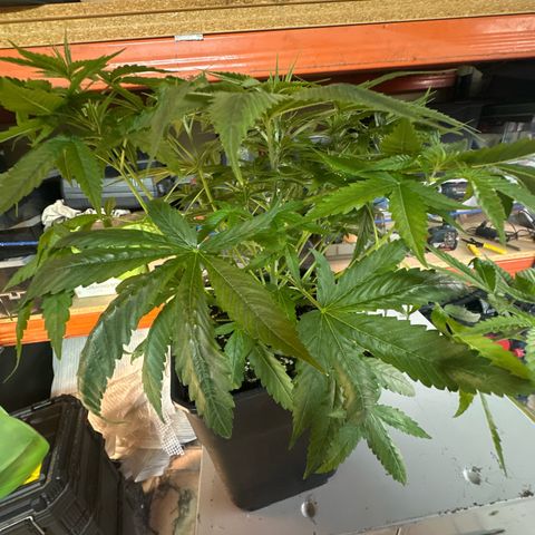 Speedy Chile 2P growlog timeline photo