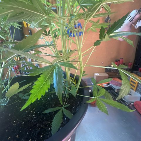 Medusa F1/2 PC growlog timeline photo