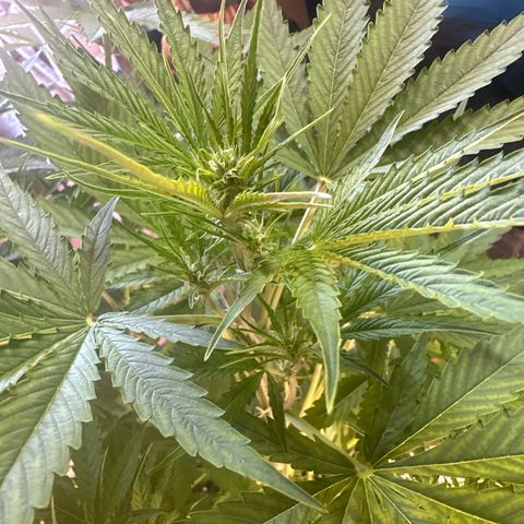 Medusa F1/2 PC growlog timeline photo