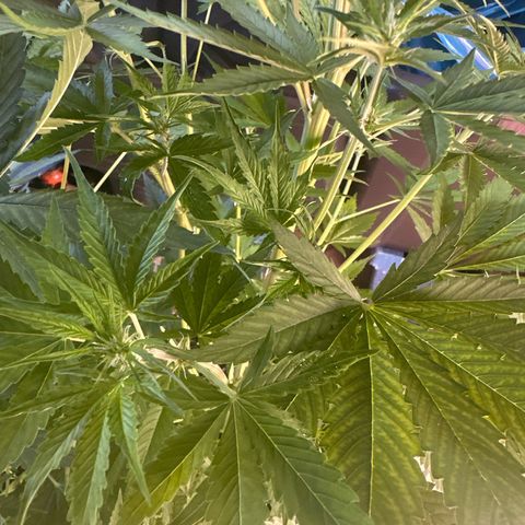 Medusa F1/2 PC growlog timeline photo