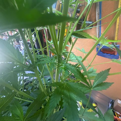Medusa F1/2 PC growlog timeline photo