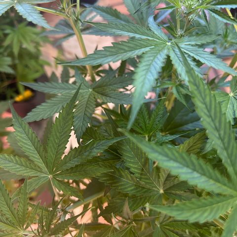 Medusa F1 P growlog timeline photo