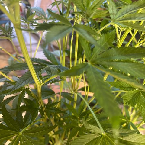 Medusa F1 P growlog timeline photo