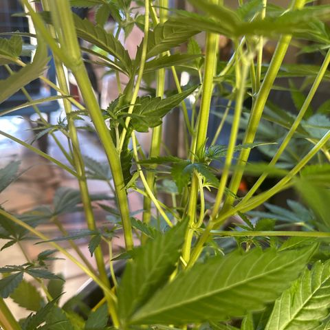 Medusa F1 P growlog timeline photo