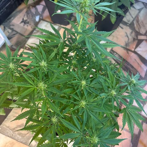 Northern Lights Auto 2 P growlog timeline photo