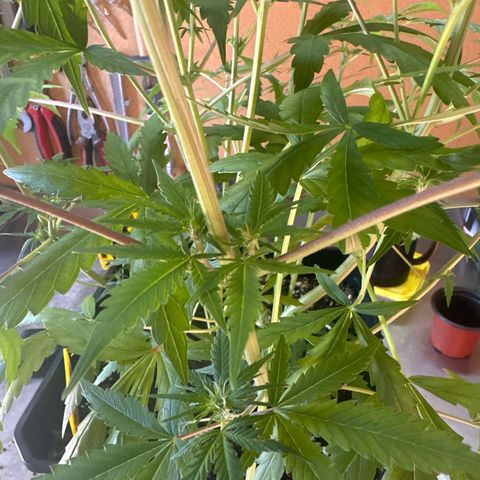 Northern Lights Auto 2 P growlog timeline photo