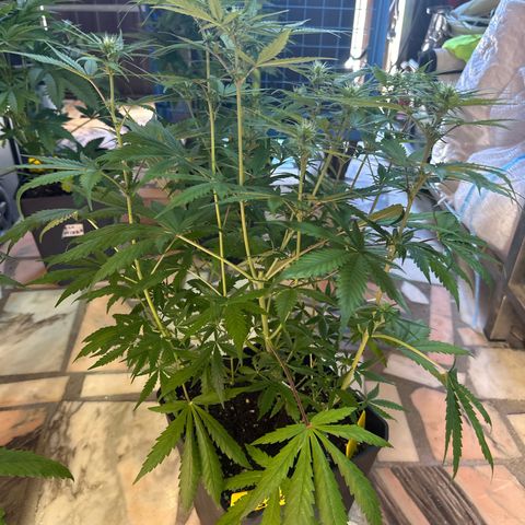 Northern Lights Auto 2 P growlog timeline photo