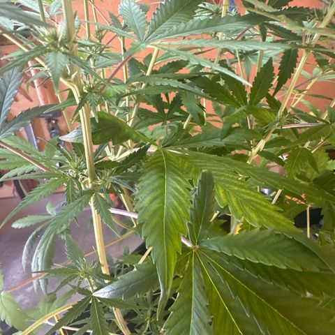 Northern Lights Auto 2 P growlog timeline photo