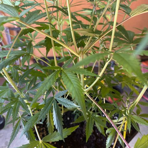 Northern Lights Auto 2 P growlog timeline photo