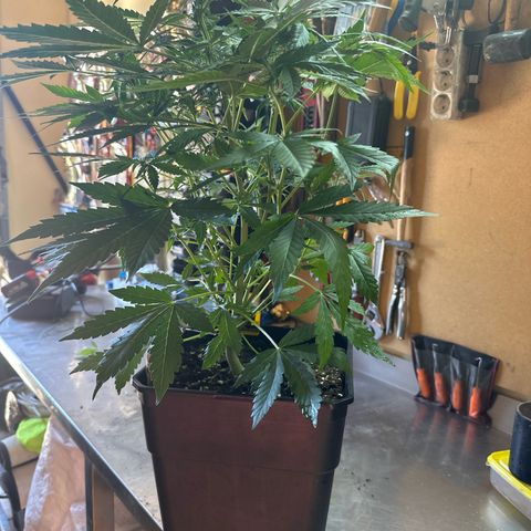 Northern Light Auto 3 PC growlog timeline photo
