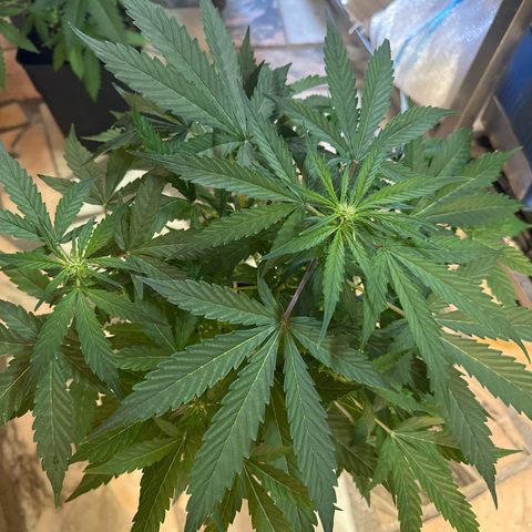 Northern Light Auto 3 PC growlog timeline photo