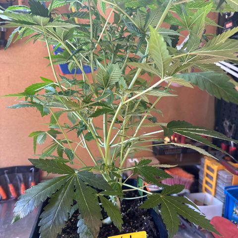 Northern Light Auto 3 PC growlog timeline photo