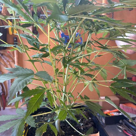Northern Light Auto 3 PC growlog timeline photo
