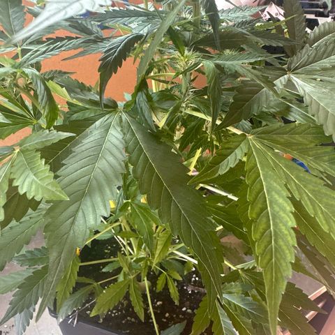 Northern Light Auto 3 PC growlog timeline photo