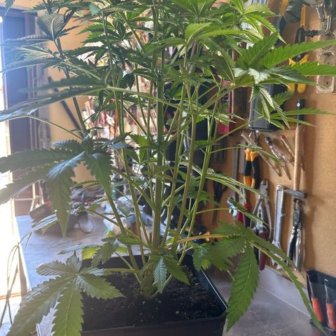 Gorilla Glue #4 C growlog timeline photo