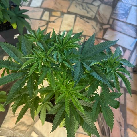 Gorilla Glue #4 C growlog timeline photo
