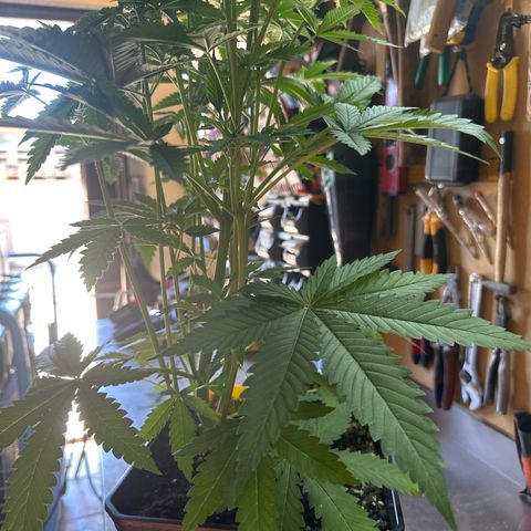 Gorilla Glue #4 C growlog timeline photo