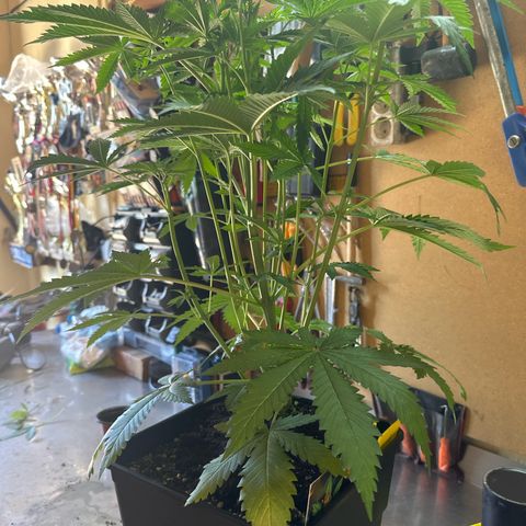 Gorilla Glue #4 C growlog timeline photo