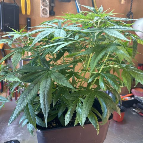 Speedy Chile 2P growlog timeline photo