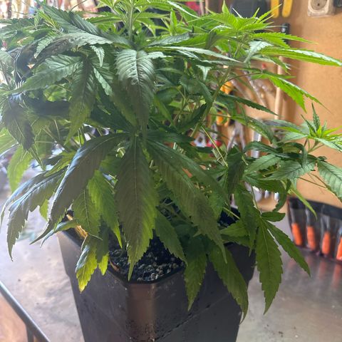 Speedy Chile 2P growlog timeline photo