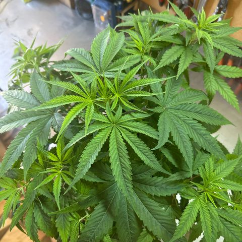Speedy Chile 2P growlog timeline photo