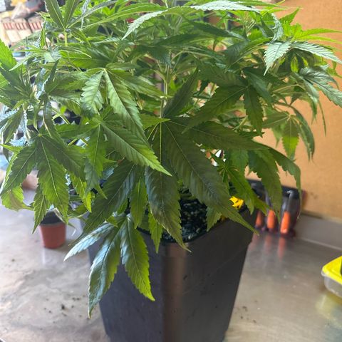 Speedy Chile 2P growlog timeline photo