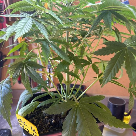 Speedy Chile 1C growlog timeline photo