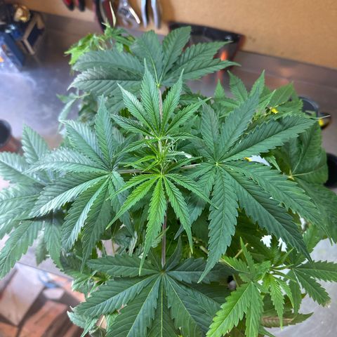 Speedy Chile 1C growlog timeline photo